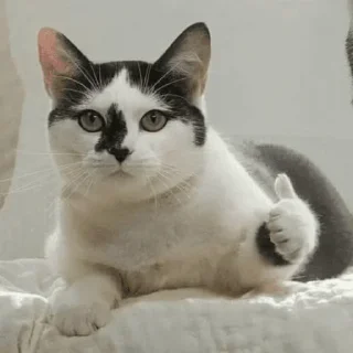 Sticker hehe meow - 10