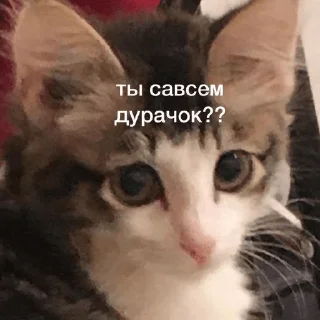 Sticker hehe meow - 0