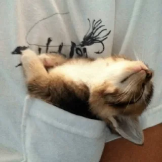 Sticker hehe meow - 2