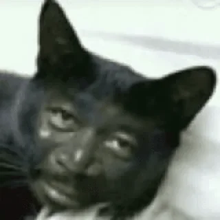 Sticker hehe meow - 7