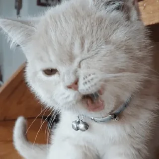 Sticker hehe meow - 9