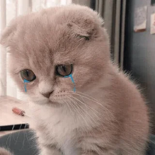 Sticker hehe meow - 11