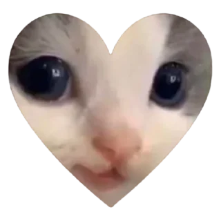 Стикер hehe cat - 3