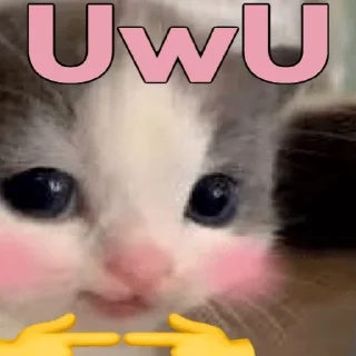 Стикер hehe cat - 6