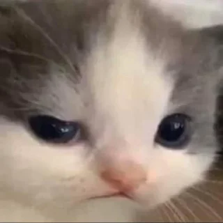 Стикер hehe cat - 5