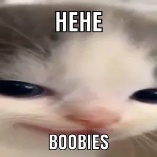 Стикер hehe cat - 7