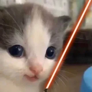 Стикер hehe cat - 2