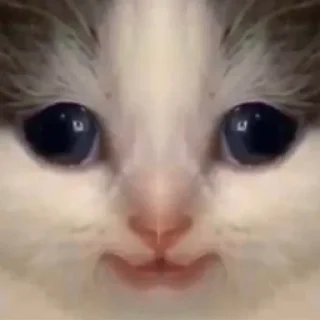 Стикер hehe cat - 9