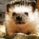 Стикер Ёжики - 10