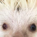 Стикер Ёжики - 9