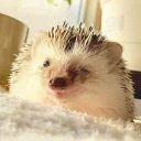 Стикер Ёжики - 6