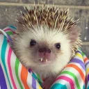 Стикер Ёжики - 5