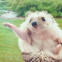 Стикер Ёжики - 4