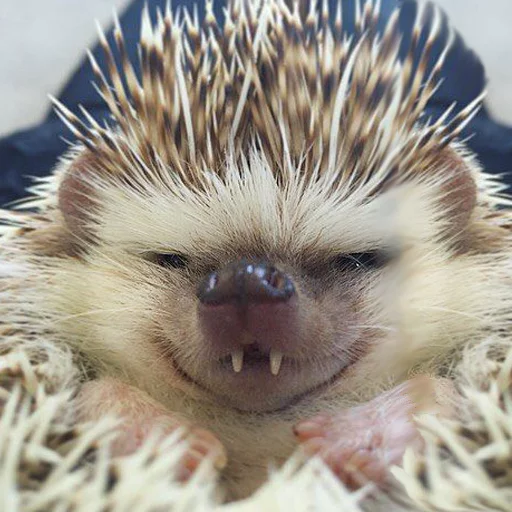 Стикер Ёжики - 7