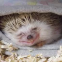 Стикер Ёжики - 2