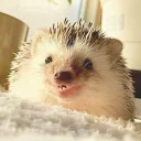 Стикер Ёжики - 3