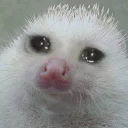 Стикер Ёжики - 11