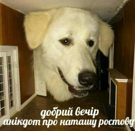 животное млекопитающее комнатный