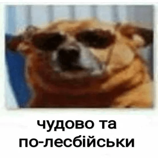 млекопитающее животное СМС