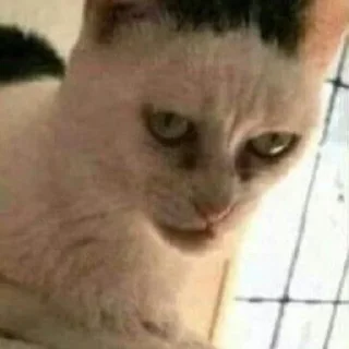 Стикер hehe not hehe - 8