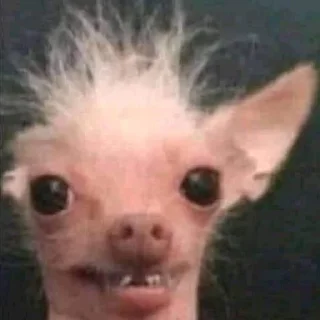 Стикер hehe not hehe - 1