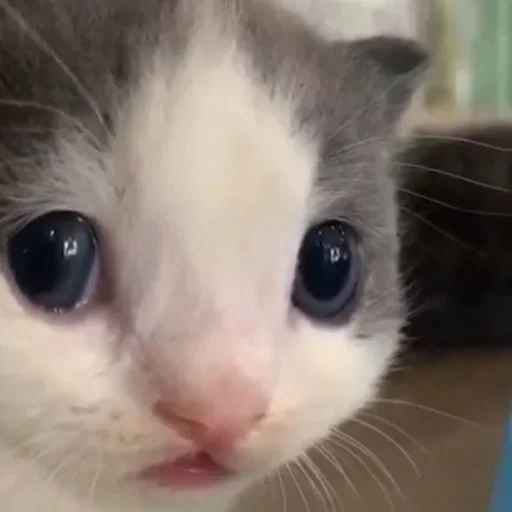 млекопитающее животное кошка