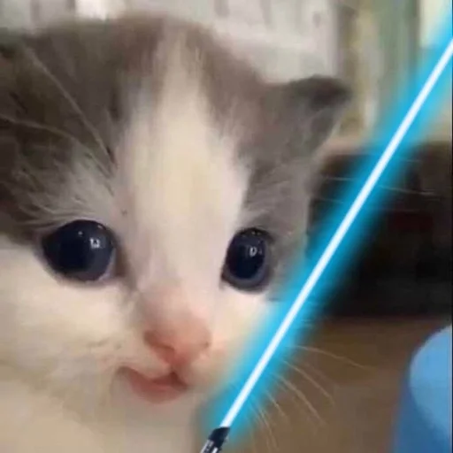 small to medium-sized cats cat whiskers