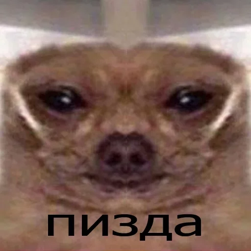 helfaer by @fStikBot - Человек