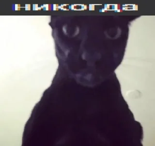 Sticker дагестанский праздник - 2