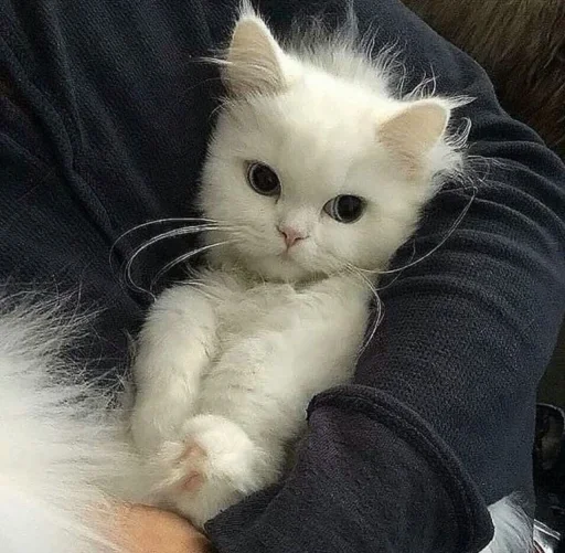 animal mammal domestic cat