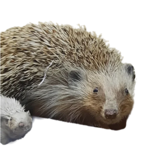 animal mammal hedgehog