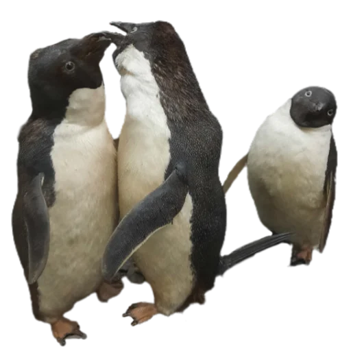 animal bird aquatic bird