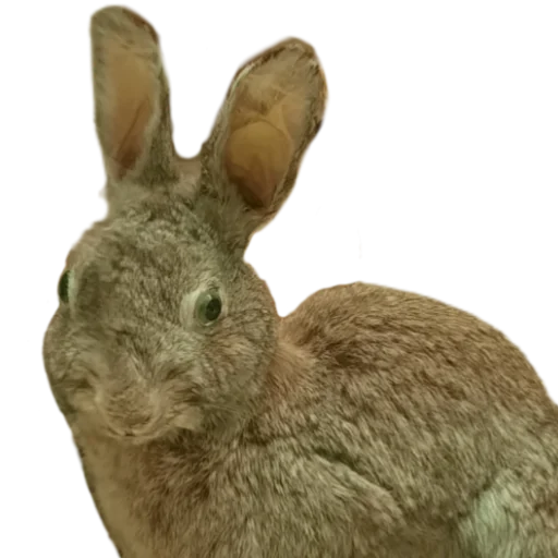 animal mammal bunny