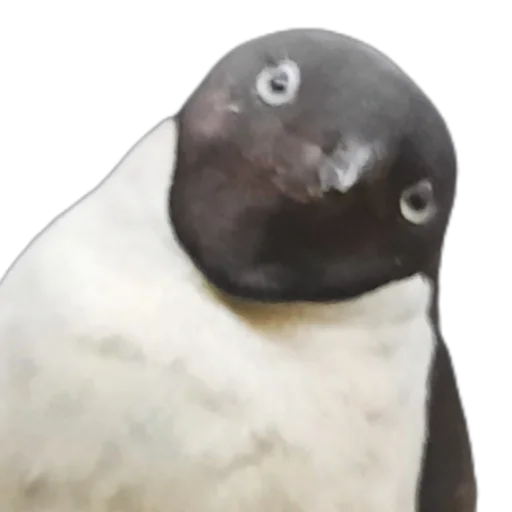 animal bird aquatic bird