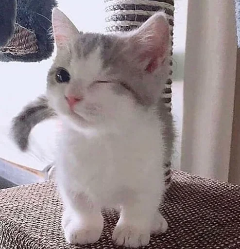 кисоньки by @IDobPbIu - 