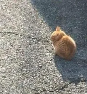 Sticker кисоньки by @IDobPbIu - 10