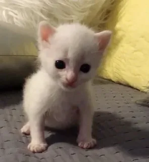 Sticker кисоньки by @IDobPbIu - 5