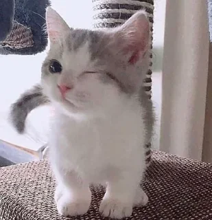 Sticker кисоньки by @IDobPbIu - 3