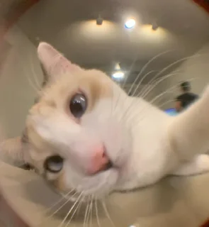 Sticker кисоньки by @IDobPbIu - 8