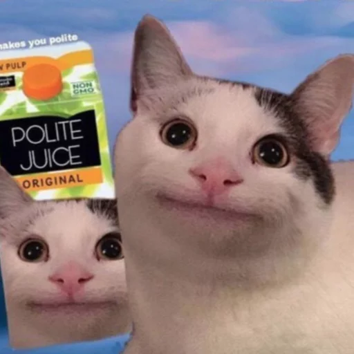 Polite Cat - животное