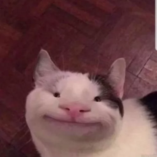 млекопитающее животное кошка