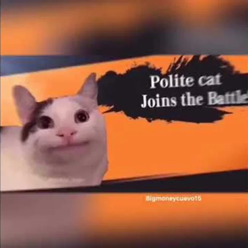 СМС кошки малого и среднего размера домашняя кошка