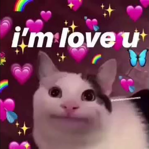 кошки малого и среднего размера кошка СМС