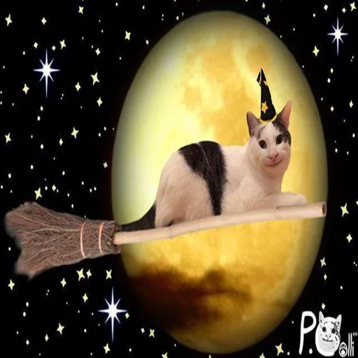 млекопитающее кошка животное