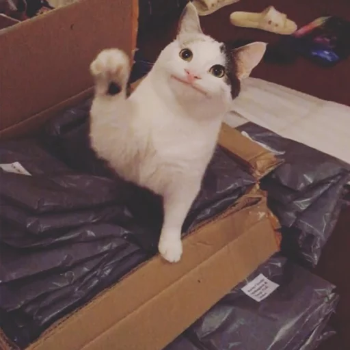 животное кошки малого и среднего размера комнатный