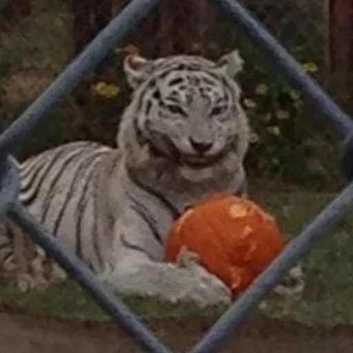 Стикер help_me_pls666 - 1