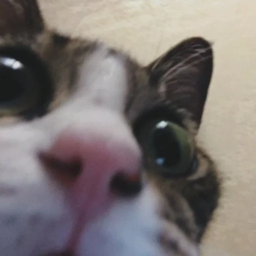 Sticker help_me_pls666 - 1