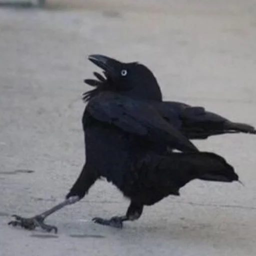 Sticker help_me_pls666 - 1