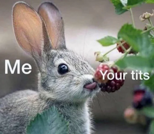 животное млекопитающее кролики и зайцы