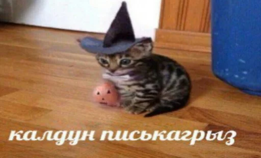 млекопитающее кошки малого и среднего размера животное